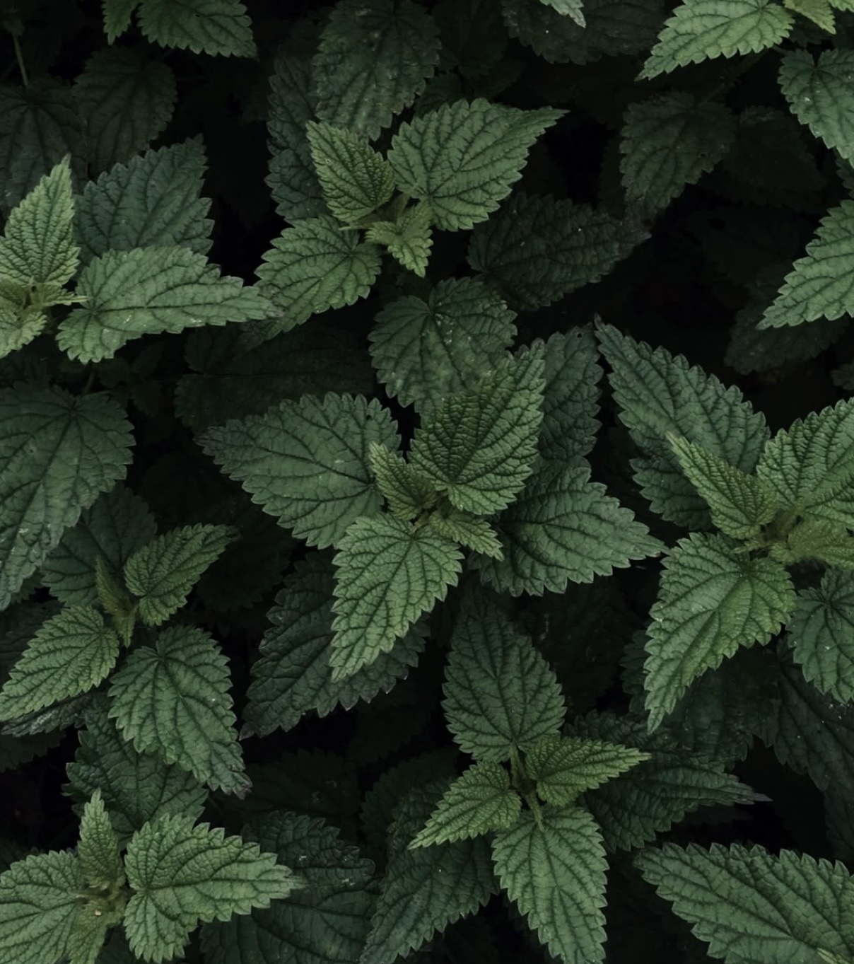 Екстракт кропиви