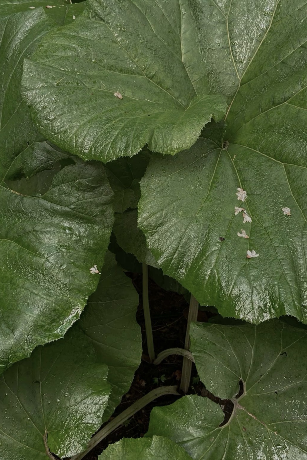 Екстракт сухого лопуха